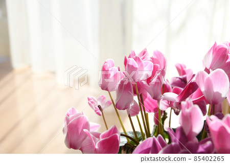 Cyclamen placed on the windowsill Cyclamen placed on the windowsill 85402265
