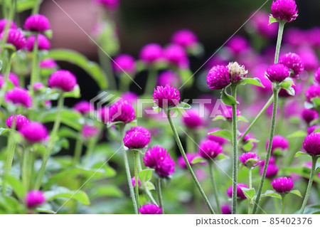 Thunder red in full bloom 85402376