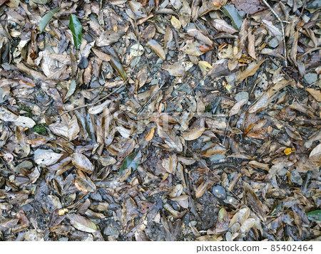 Texture mountain road Wet fallen leaves Texture mountain road Wet fallen leaves 85402464