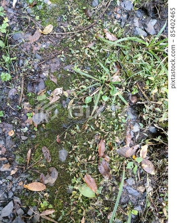 Texture mountain road Wet fallen leaves Texture mountain road Wet fallen leaves 85402465