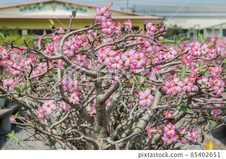 Close-up of The Amazing Adenium arabicum Plant. Pot plant of pink desert rose, Bonsai tree style used for garden decoration. 85402651