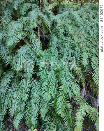 Texture One side of the fern in the forest Texture One side of the fern in the forest 85402672