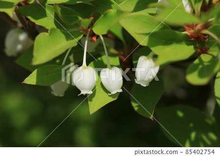 Dudedzia flower 85402754