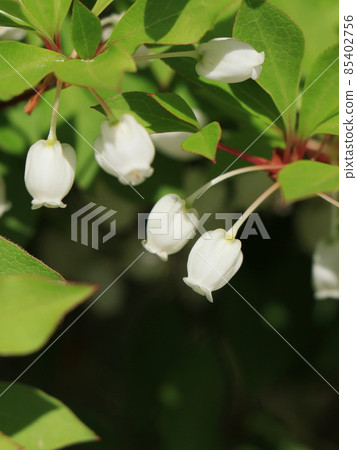Dudedzia花 85402756