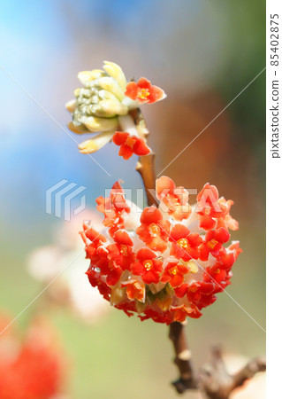 Flower of safflower mitumata 85402875