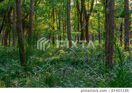 Forest forest image 85403186