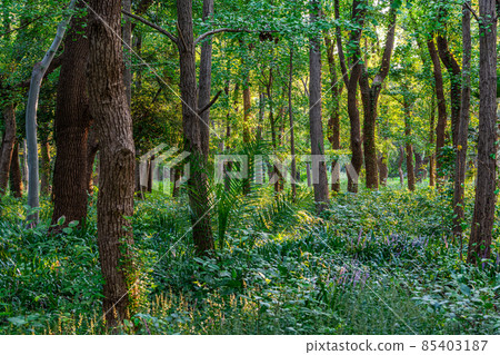 森林森林形象 85403187