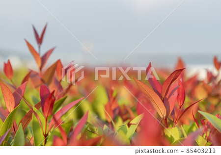 Red leaf photinia of Photinia glabra Robin. Flower's leaves are raised to receive soft sunlight in the morning. 85403211