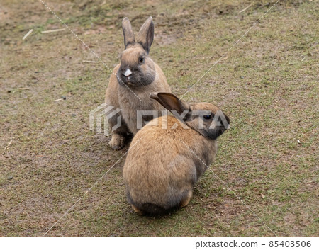 Two rabbits 85403506