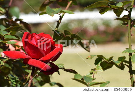 秋天玫瑰園盛開的鮮紅玫瑰 秋天玫瑰園盛開的鮮紅玫瑰 85403999