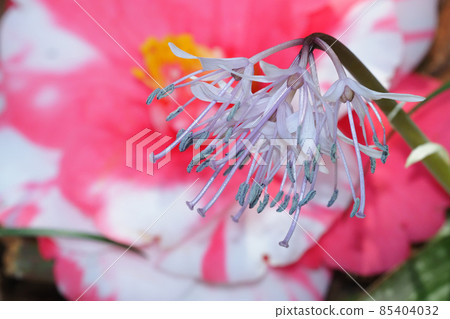 Heloniopsis orientalis 花和倒下的山茶花 Heloniopsis orientalis 花和倒下的山茶花 85404032