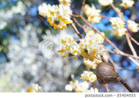 Mantis eggs and mitsumata flowers Mantis eggs and mitsumata flowers 85404055