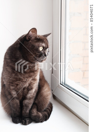 Cute gray cat sits on windowsill looking at window Cute gray cat sits on windowsill looking at window 85404071