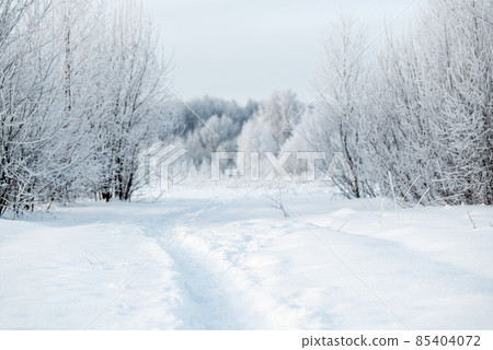 Footpath in snowdrift between bushes covered with white hoarfrost Footpath in snowdrift between bushes covered with white hoarfrost 85404072