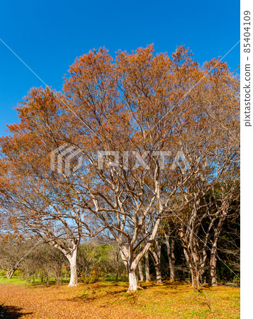 晴朗的秋空和動態的紫薇樹形 85404109