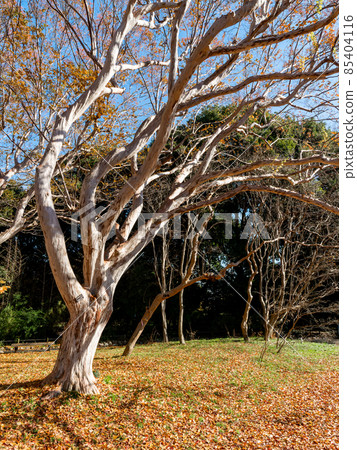 Clear autumn sky and dynamic crape myrtle tree shape Clear autumn sky and dynamic crape myrtle tree shape 85404116