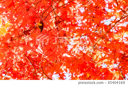 Autumn tradition: Japanese white-eye playing with beautiful autumn leaves Autumn tradition: Japanese white-eye playing with beautiful autumn leaves 85404169