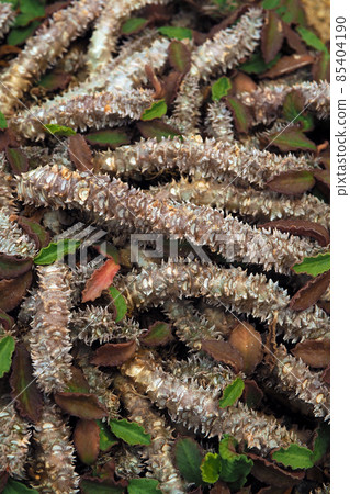 Dense and messily thorns around the stalk of Euphorbia decaryi 85404190