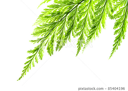 Freshness Green leaf of Fern on white background 85404196