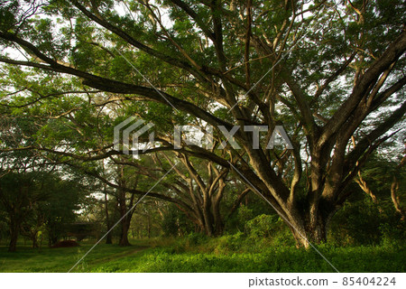 Shade of Rain-tree canopy Big tree in the forest 85404224