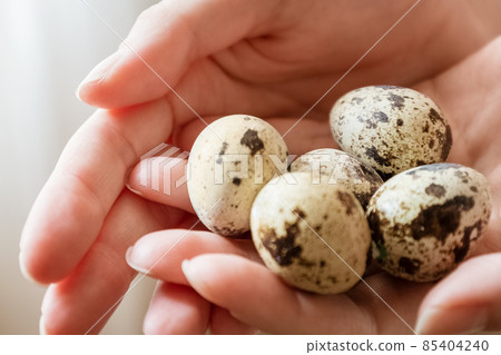 Spotted small quail eggs on woman hands close up Spotted small quail eggs on woman hands close up 85404240