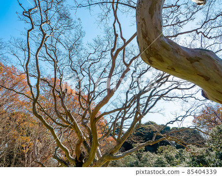 Winter tradition: sunny cold sky and dynamic canopy of big trees Winter tradition: sunny cold sky and dynamic canopy of big trees 85404339