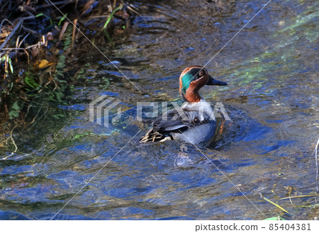 Teal male swimming in a stream Teal male swimming in a stream 85404381