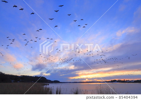 Morning flight of Izunuma 85404394