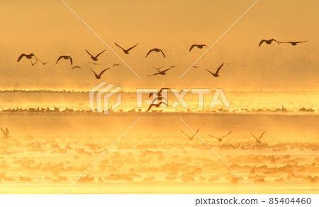 Morning flight of Izunuma 85404460