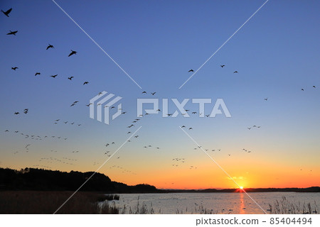 Morning flight of Izunuma 85404494