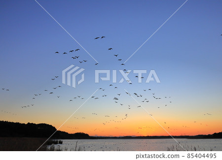 Morning flight of Izunuma 85404495