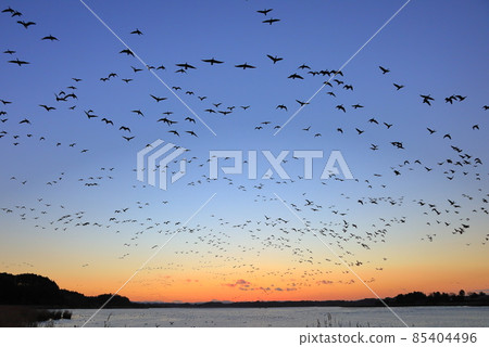 Morning flight of Izunuma Morning flight of Izunuma 85404496