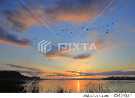 Morning flight of Izunuma Morning flight of Izunuma 85404524