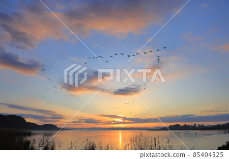 Morning flight of Izunuma Morning flight of Izunuma 85404525