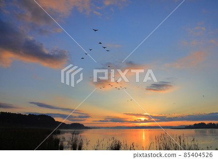 Morning flight of Izunuma 85404526