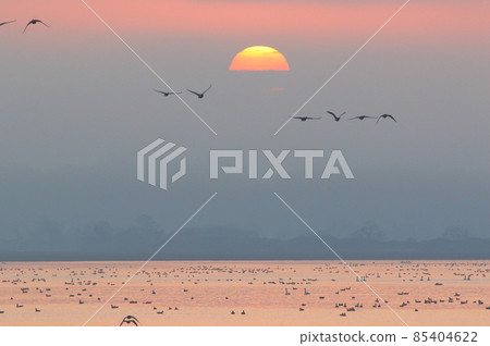 Morning flight of Izunuma Morning flight of Izunuma 85404622