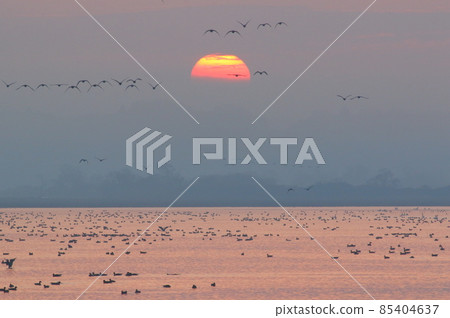 Morning flight of Izunuma 85404637