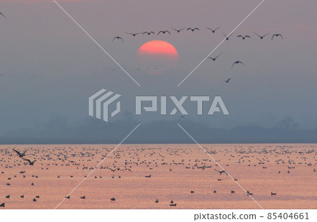 Morning flight of Izunuma Morning flight of Izunuma 85404661