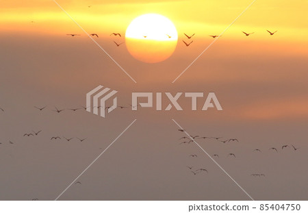 Morning flight of Izunuma Morning flight of Izunuma 85404750