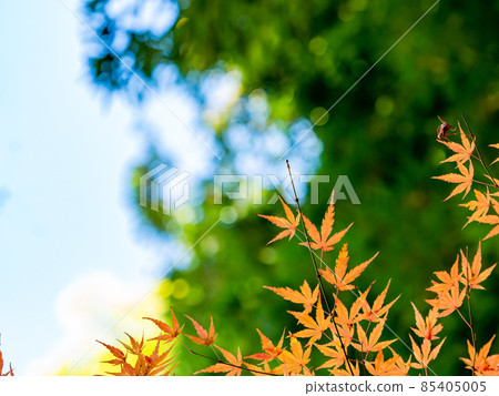 秋季傳統：美麗的秋葉風景 85405005