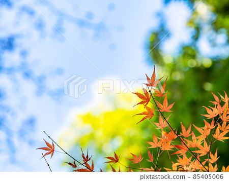 秋季傳統:美麗的秋葉風景 秋季傳統:美麗的秋葉風景 85405006