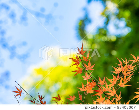 秋季傳統：美麗的秋葉風景 85405007