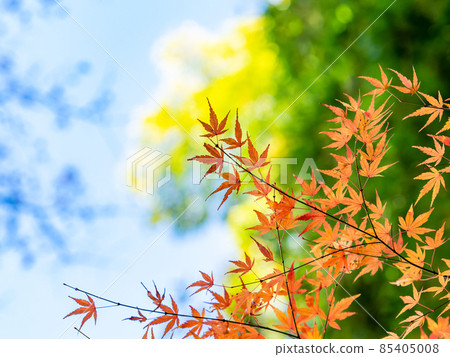 秋季傳統：美麗的秋葉風景 85405008