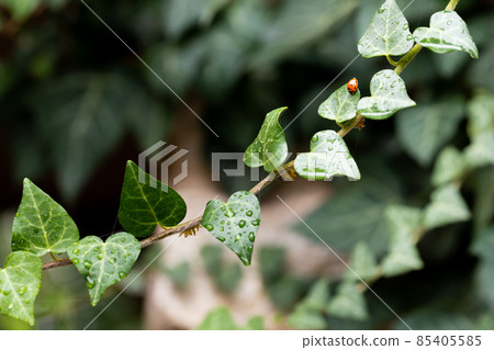 The Coccinellidae ladybug sits on ivy leaves in the garden. Dark background. Front view. 85405585