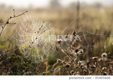 Dawn in the field. Web covered with dew. Meadow in Russia. Front view. 85405606