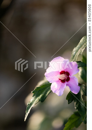 Pink hibiscus flower in the open state after rain with water droplets. Front view. 85405608