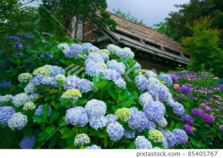 岡山縣真庭市富文寺附近的山間小屋盛開的繡球花 85405767