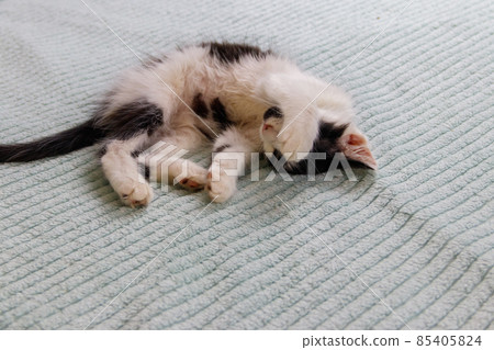 Beautiful cat on a bed at home Beautiful cat on a bed at home 85405824