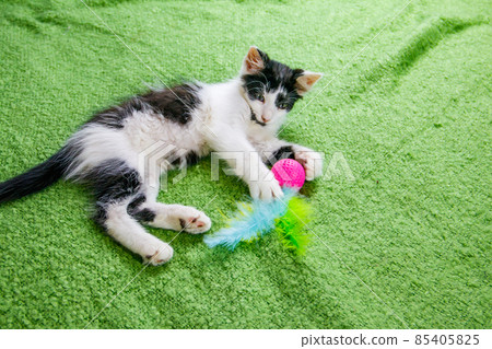 Beautiful kitten playing with a toy on a bed 85405825