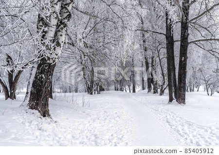 Winter snowy landscape with trees covered with frost and snow 85405912